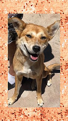 Enlarge Aggie, a Adoptable mixed breed in Santa Ana, CA image 3/5