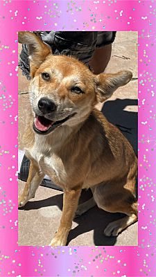 Enlarge Aggie, a Adoptable mixed breed in Santa Ana, CA image 4/5