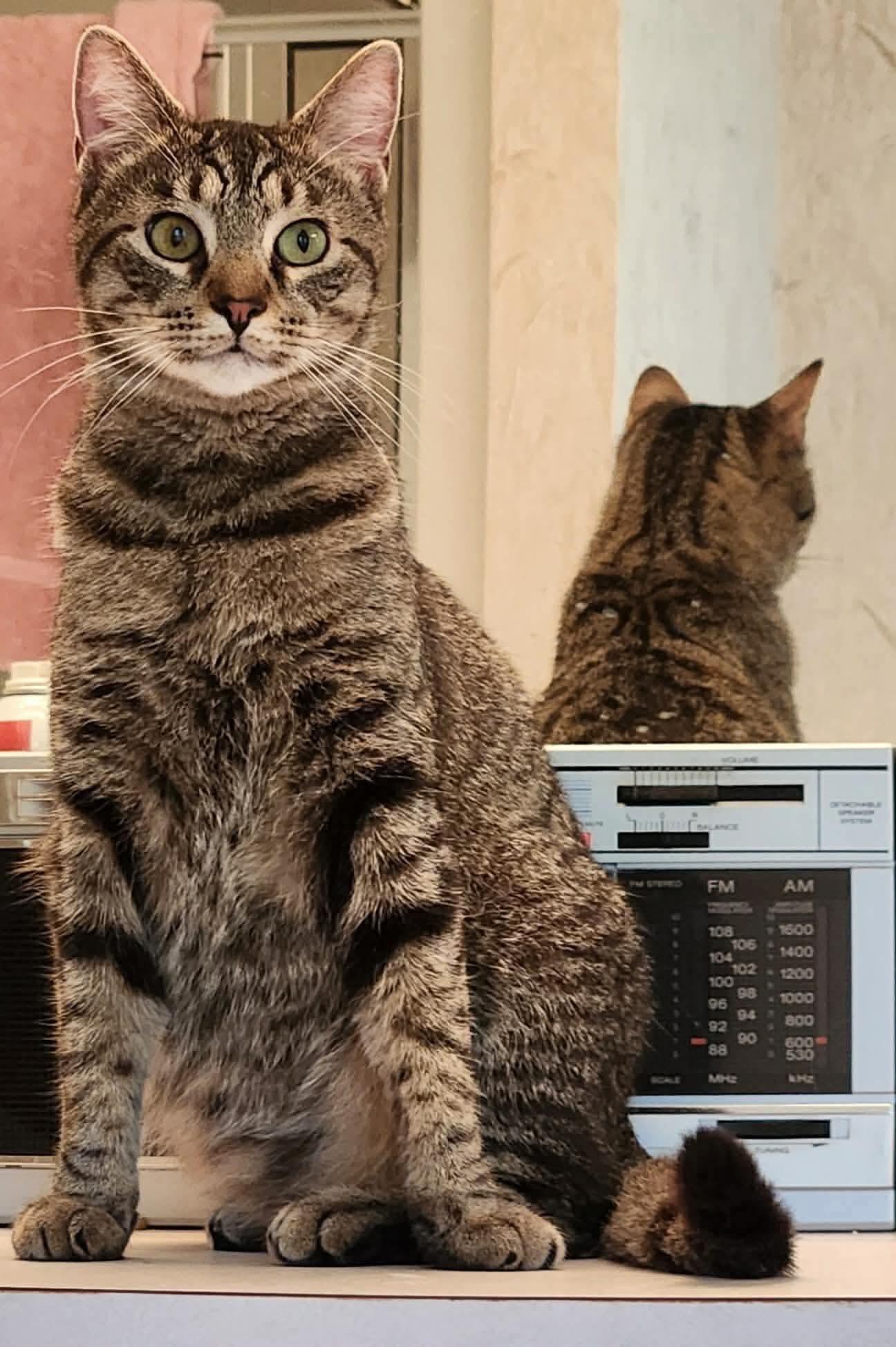 Eddie, adopted, Adult Male Tabby.