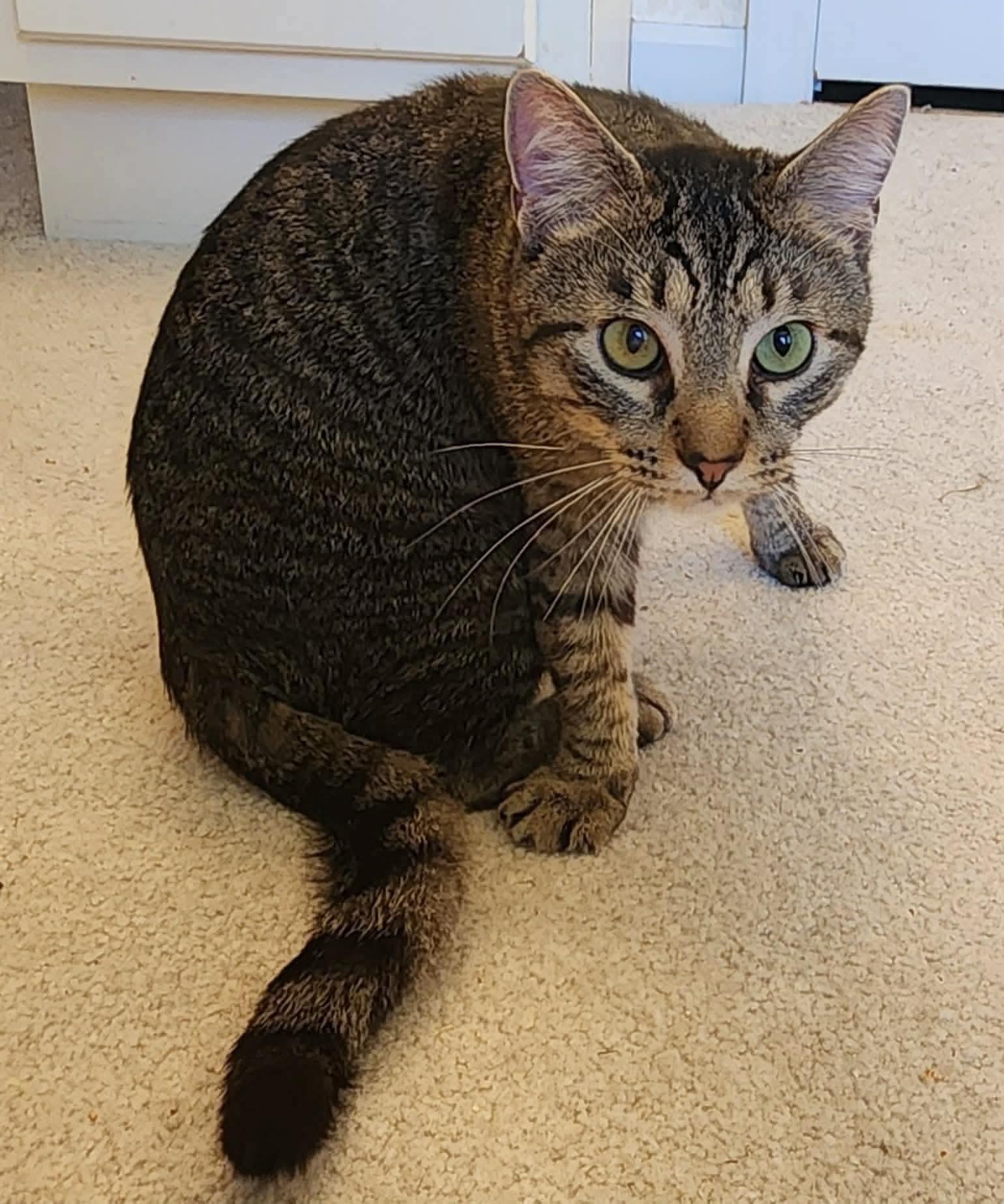 Enlarge Eddie, an adopted Tabby in Inez, KY image 4/5