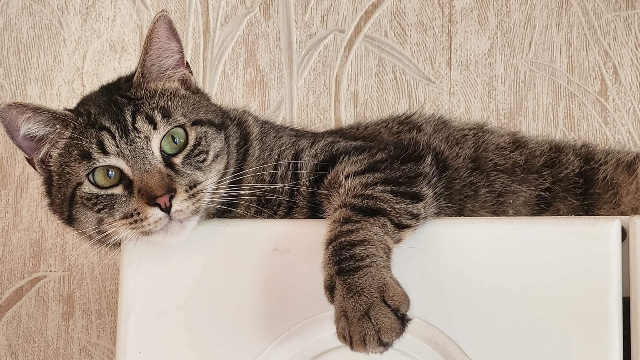 Enlarge Eddie, an adopted Tabby in Inez, KY image 5/5