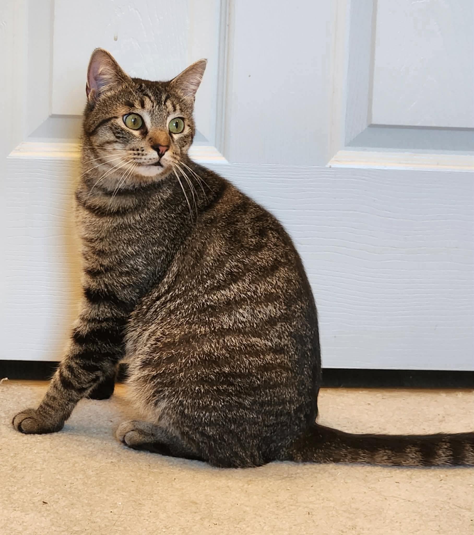 Enlarge Eddie, an adopted Tabby in Inez, KY image 3/5