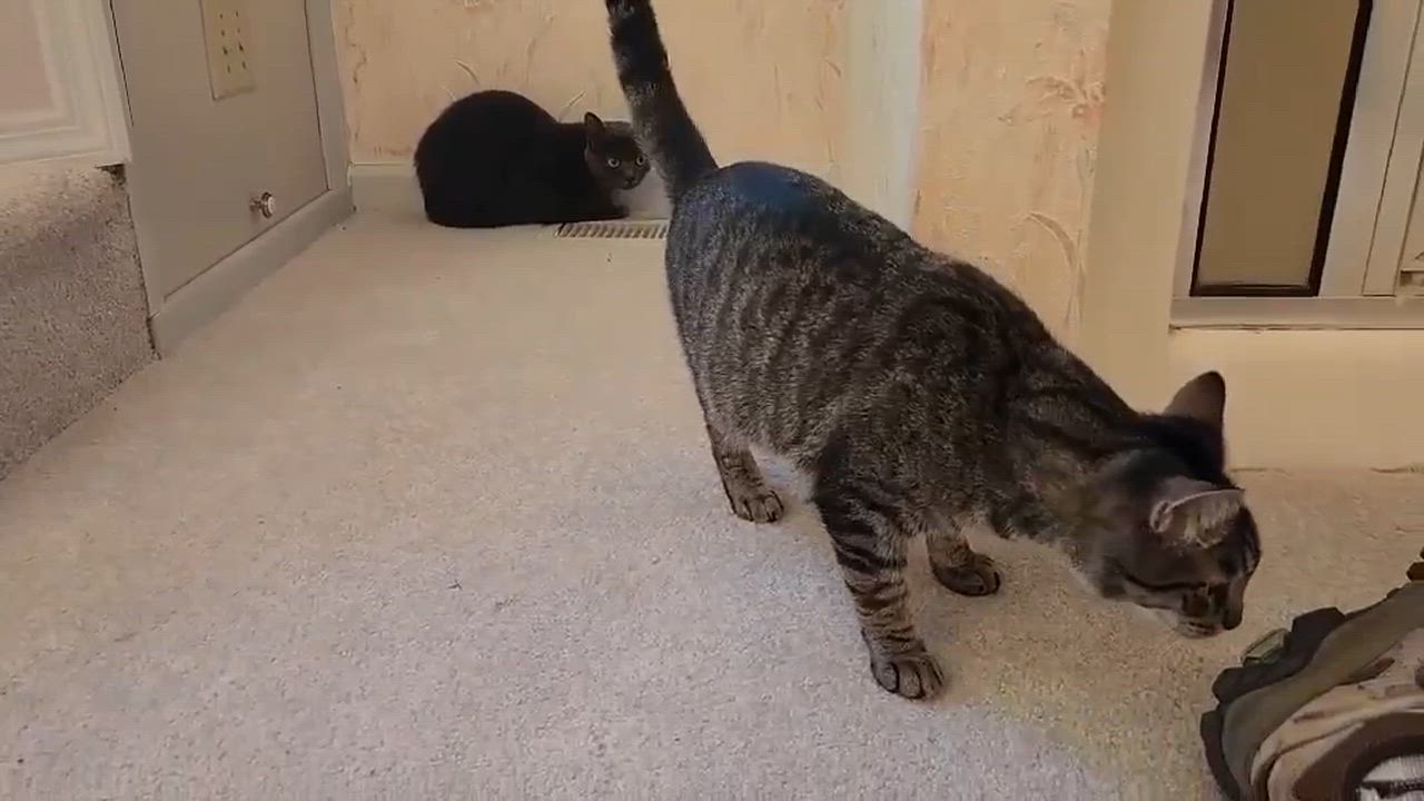Enlarge Eddie, an adopted Tabby in Inez, KY video 2/5