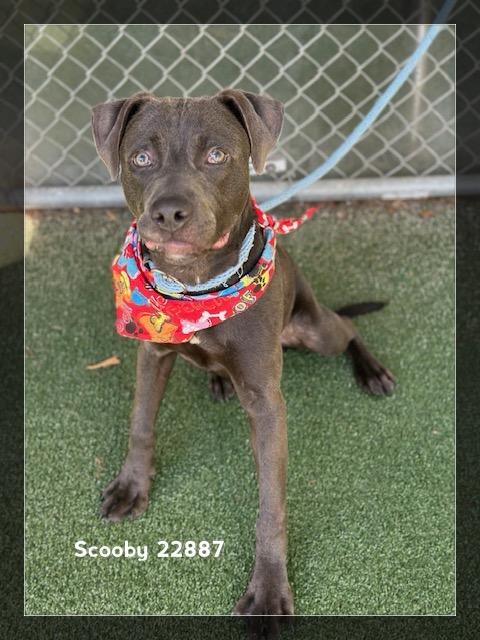 Enlarge SCOOBY, a Adoptable Pit Bull Terrier in Marietta, GA image 2/4