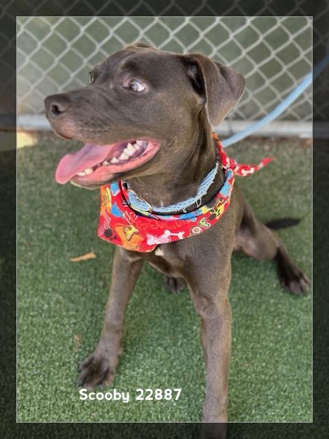 Enlarge SCOOBY, a Adoptable Pit Bull Terrier in Marietta, GA image 3/4