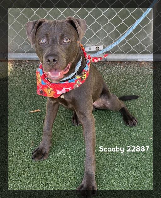 Enlarge SCOOBY, a Adoptable Pit Bull Terrier in Marietta, GA image 1/4