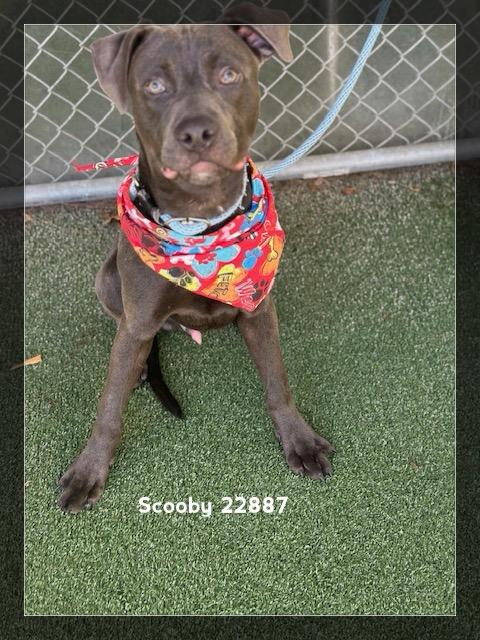 Enlarge SCOOBY, a Adoptable Pit Bull Terrier in Marietta, GA image 4/4
