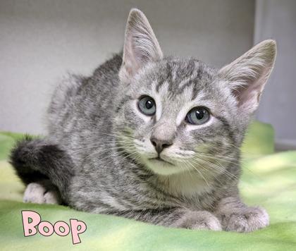 Boop, Adoptable, Kitten Male Domestic Short Hair & Domestic Short Hair.