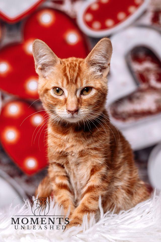 Enlarge Attention Please, an adopted Domestic Short Hair in Myakka City, FL image 3/3