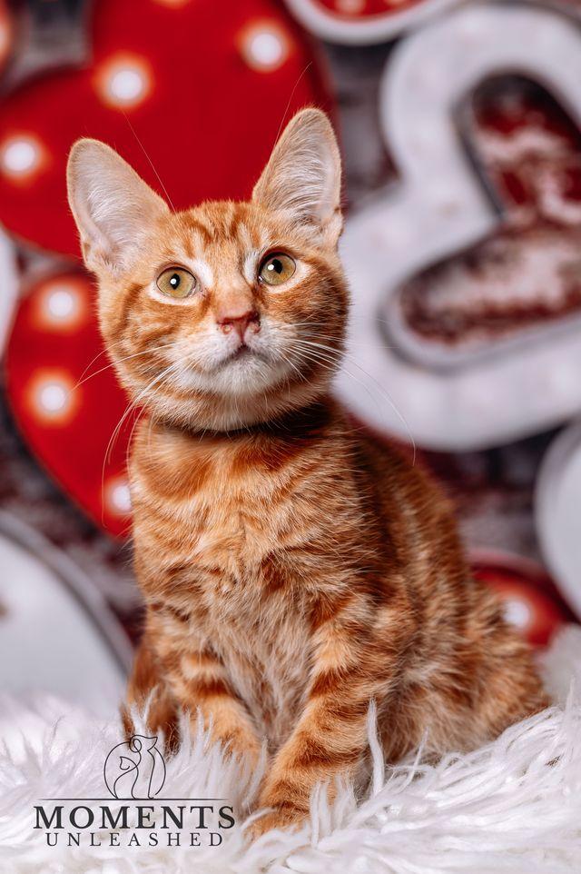 Enlarge Attention Please, an adopted Domestic Short Hair in Myakka City, FL image 2/3