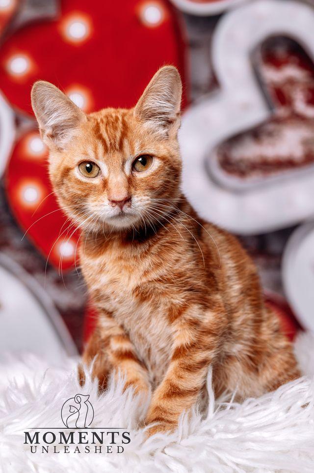 Enlarge Attention Please, an adopted Domestic Short Hair in Myakka City, FL image 1/3