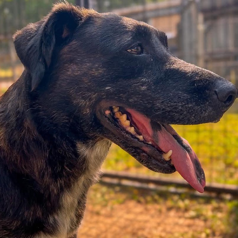 Enlarge Bella Grace, a Adoptable mixed breed in Baltimore, MD image 3/6