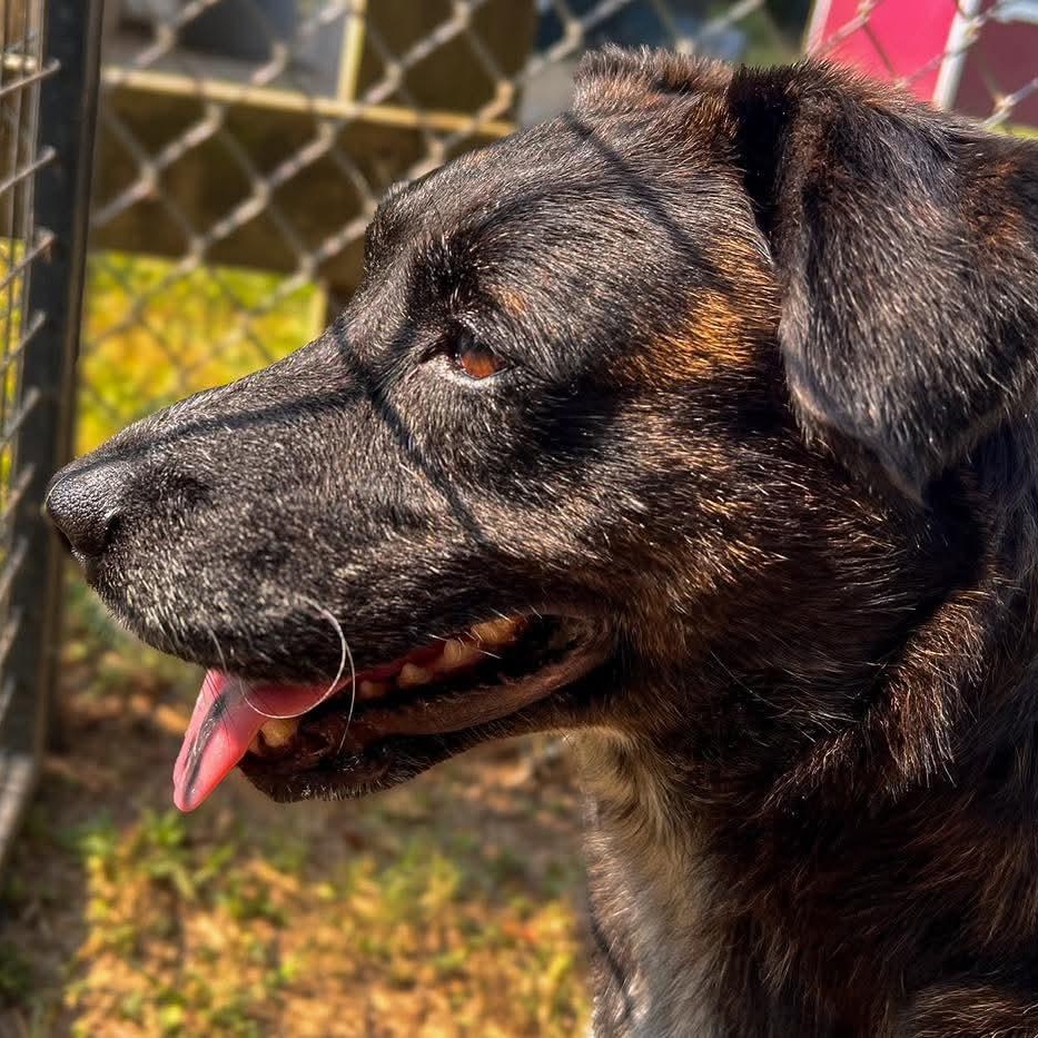 Enlarge Bella Grace, a Adoptable mixed breed in Baltimore, MD image 2/6