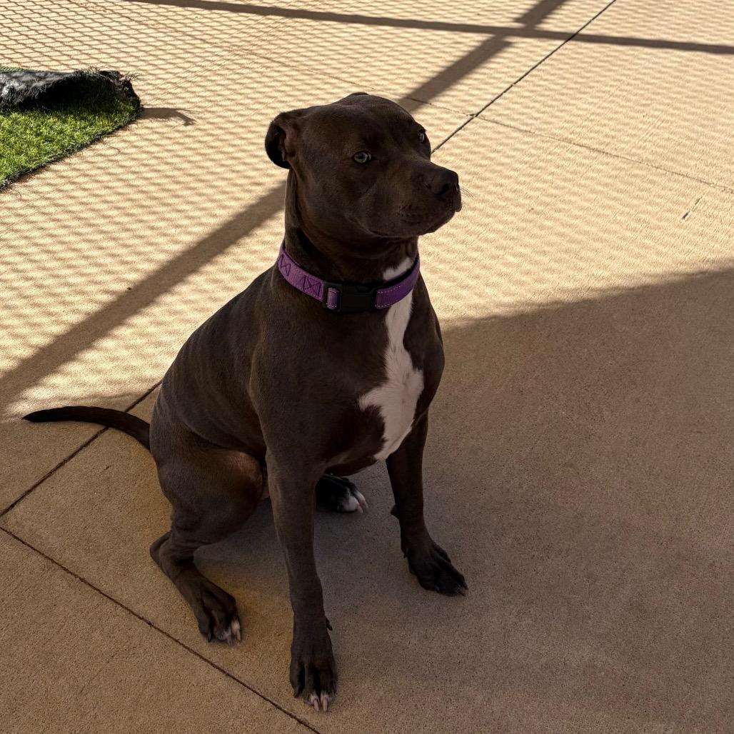 Gobble, Adoptable, Young Female Mixed Breed.