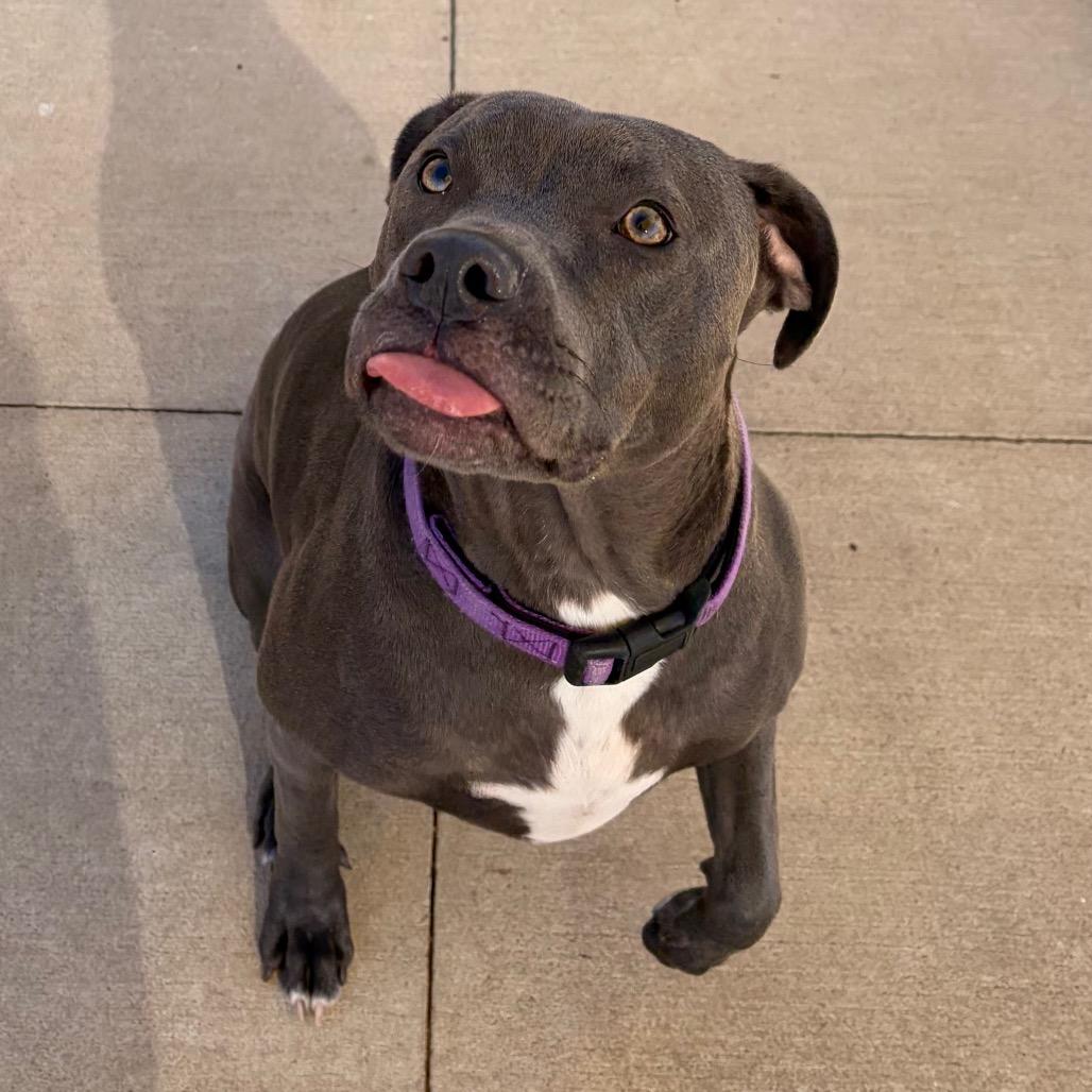 Enlarge Gobble, a Adoptable Mixed Breed in Norman, OK image 3/5