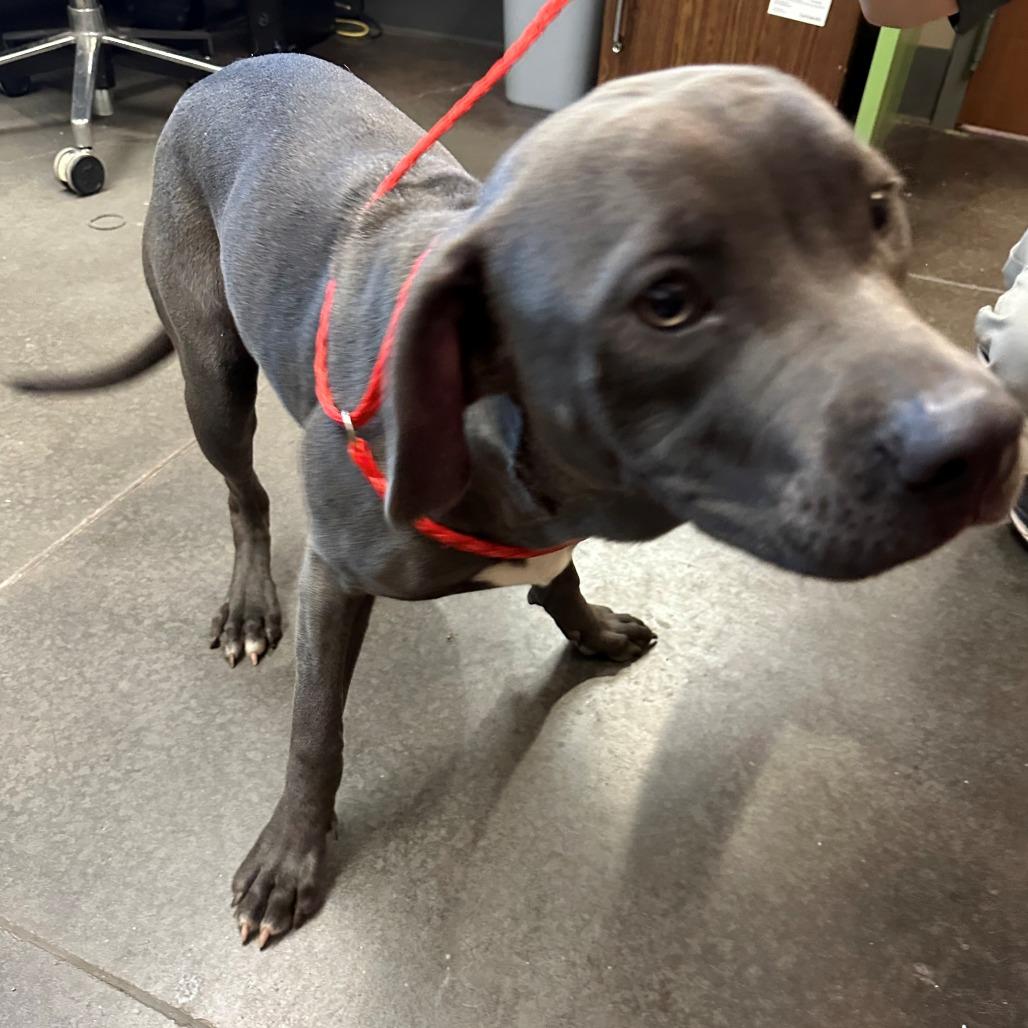 Enlarge Gobble, a Adoptable Mixed Breed in Norman, OK image 4/5