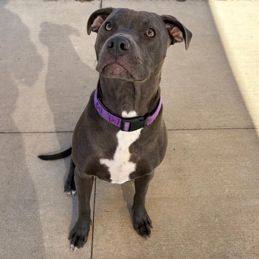 Enlarge Gobble, a Adoptable Mixed Breed in Norman, OK image 5/5