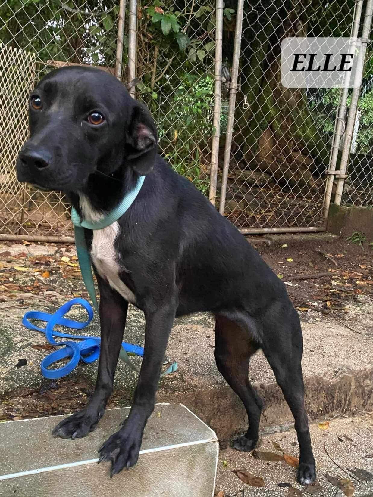 ELLE, a Adoptable Labrador Retriever in Villalba, PR image 4/4