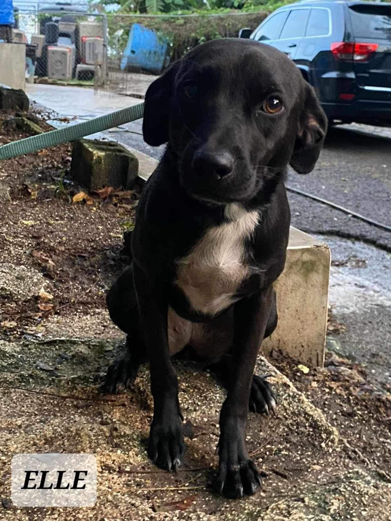 ELLE, Adoptable, Adult Female Labrador Retriever.