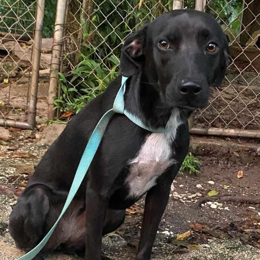ELLE, a Adoptable Labrador Retriever in Villalba, PR image 3/4