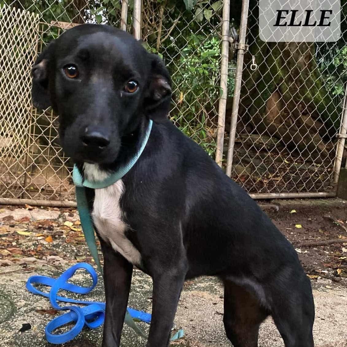 ELLE, a Adoptable Labrador Retriever in Villalba, PR image 2/4