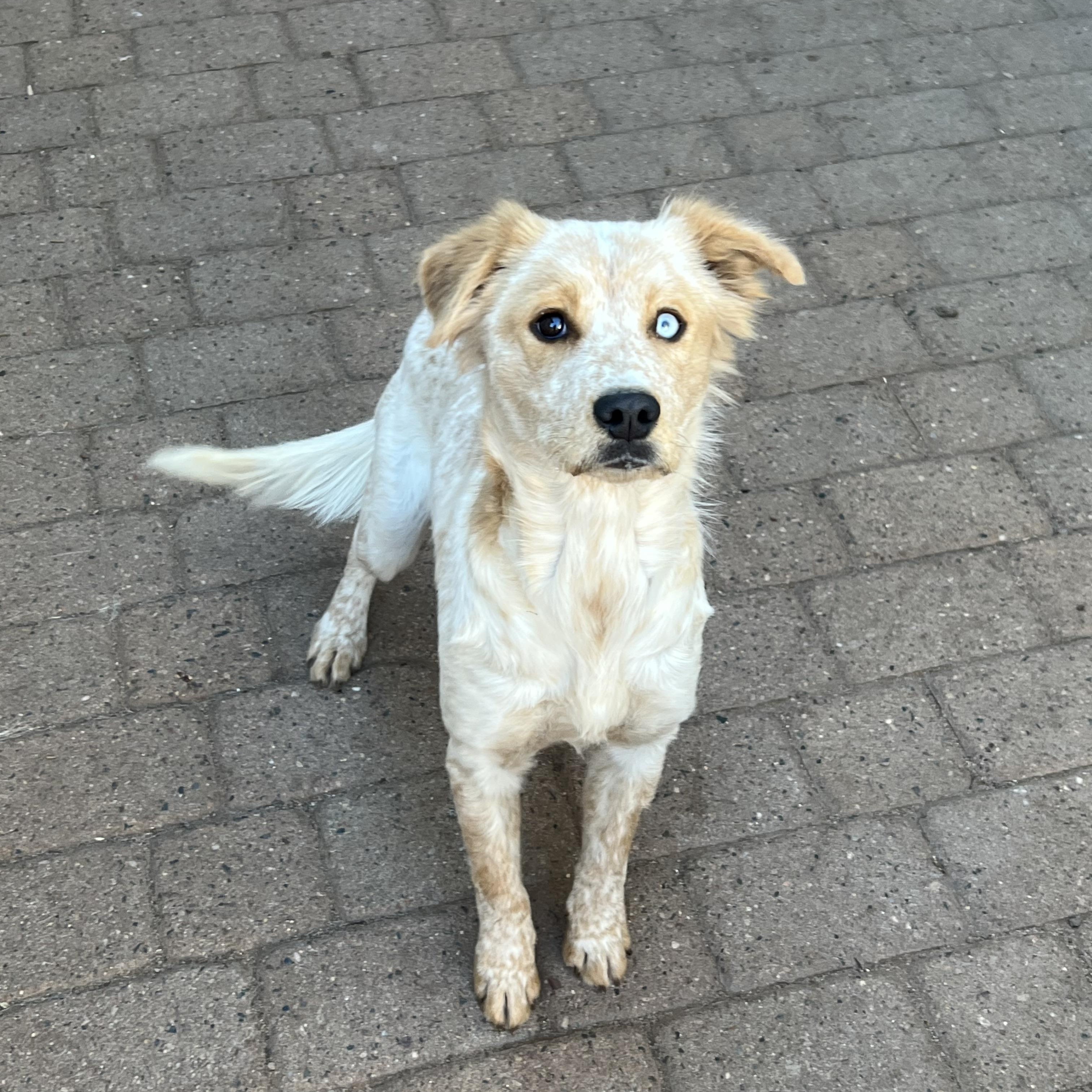 Billie, ADOPTABLE, Adult Female Australian Shepherd & Border Collie.