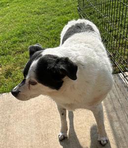 Enlarge Matilda, a Adoptable mixed breed in Claremore, OK image 1/1