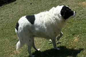 Matilda, ADOPTABLE, Senior Female Terrier.