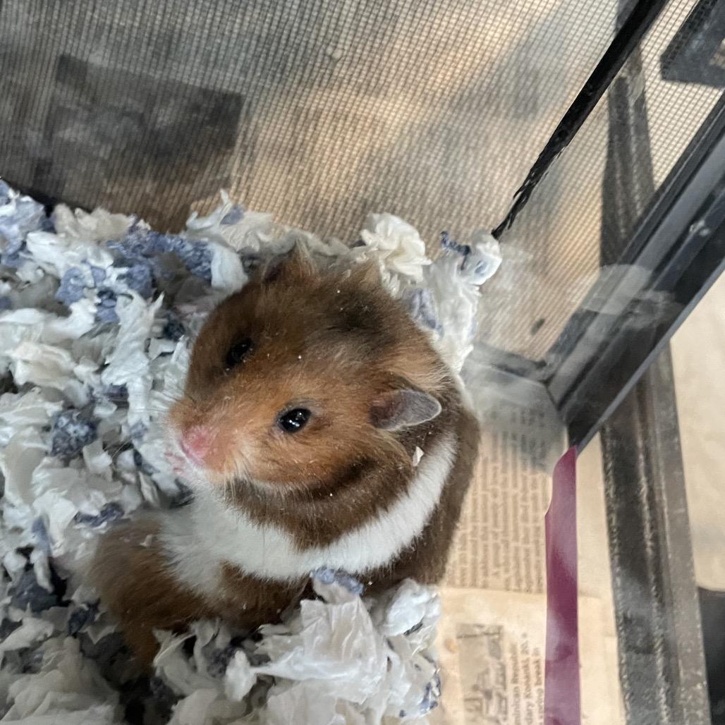 Enlarge Gumdrop, a Adoptable Hamster in West Des Moines, IA image 1/1