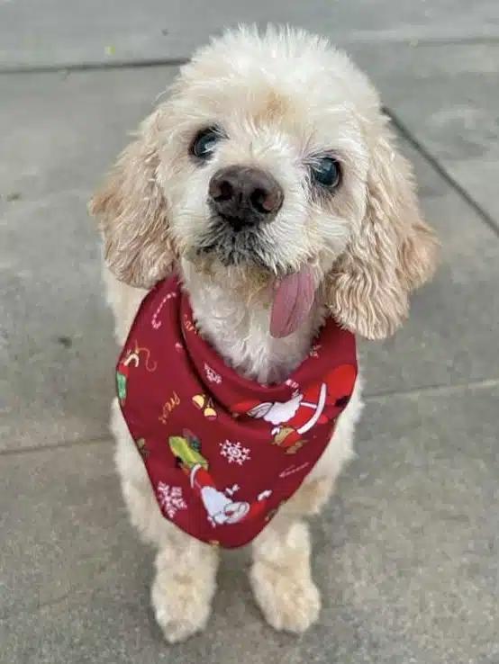Bella, a ADOPTABLE mixed breed in Sherman Oaks, CA image 1/6