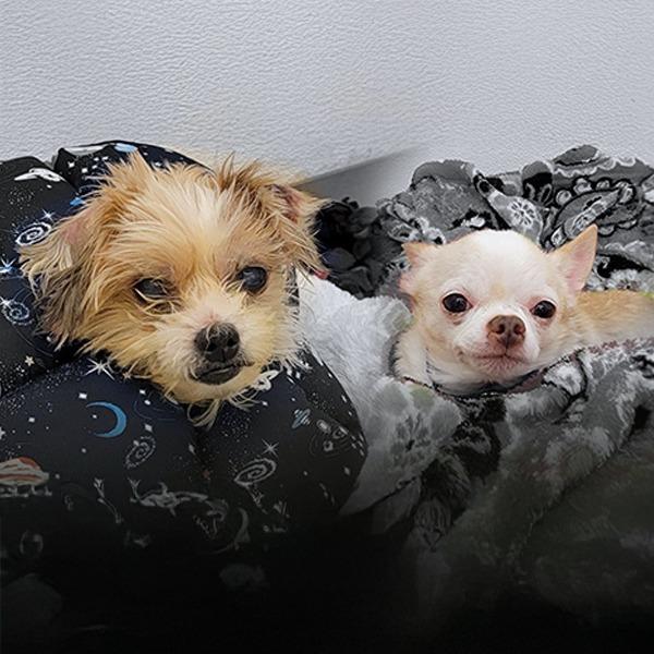 Marshmallow, Adoptable, Senior Male Chihuahua.