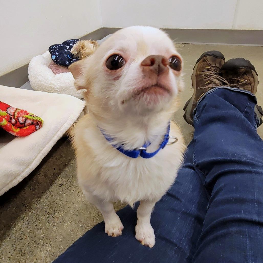 Enlarge Marshmallow, a Adoptable mixed breed in Woodinville, WA image 1/6