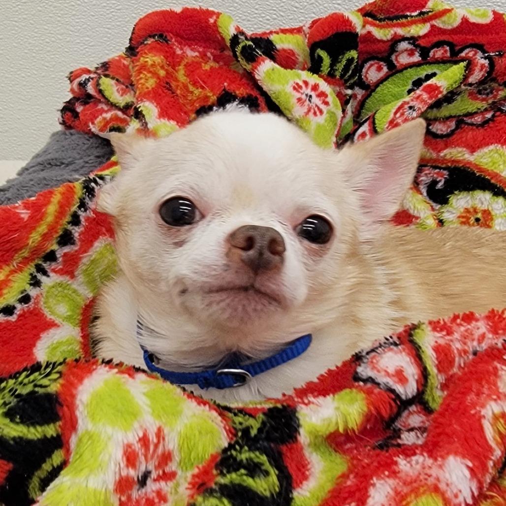 Enlarge Marshmallow, a Adoptable mixed breed in Woodinville, WA image 2/6