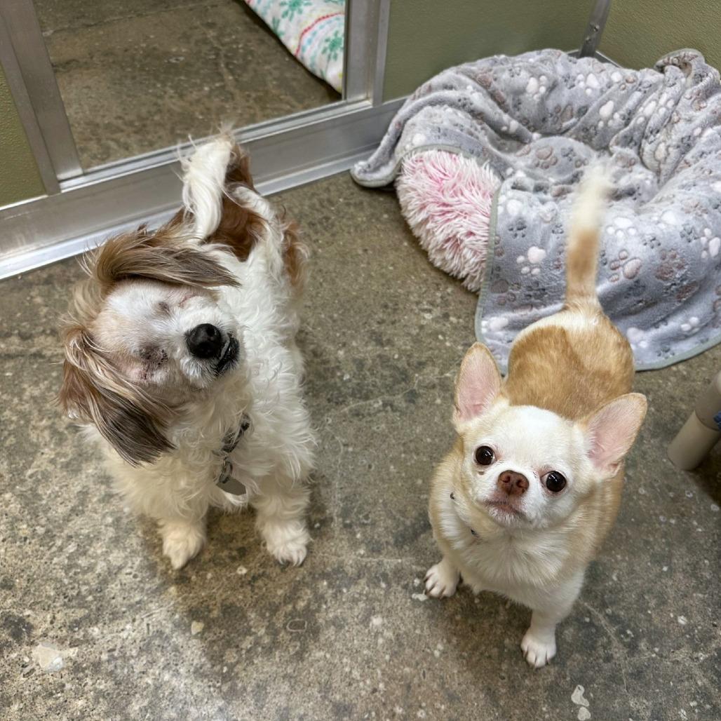 Enlarge Marshmallow, a Adoptable mixed breed in Woodinville, WA image 4/6