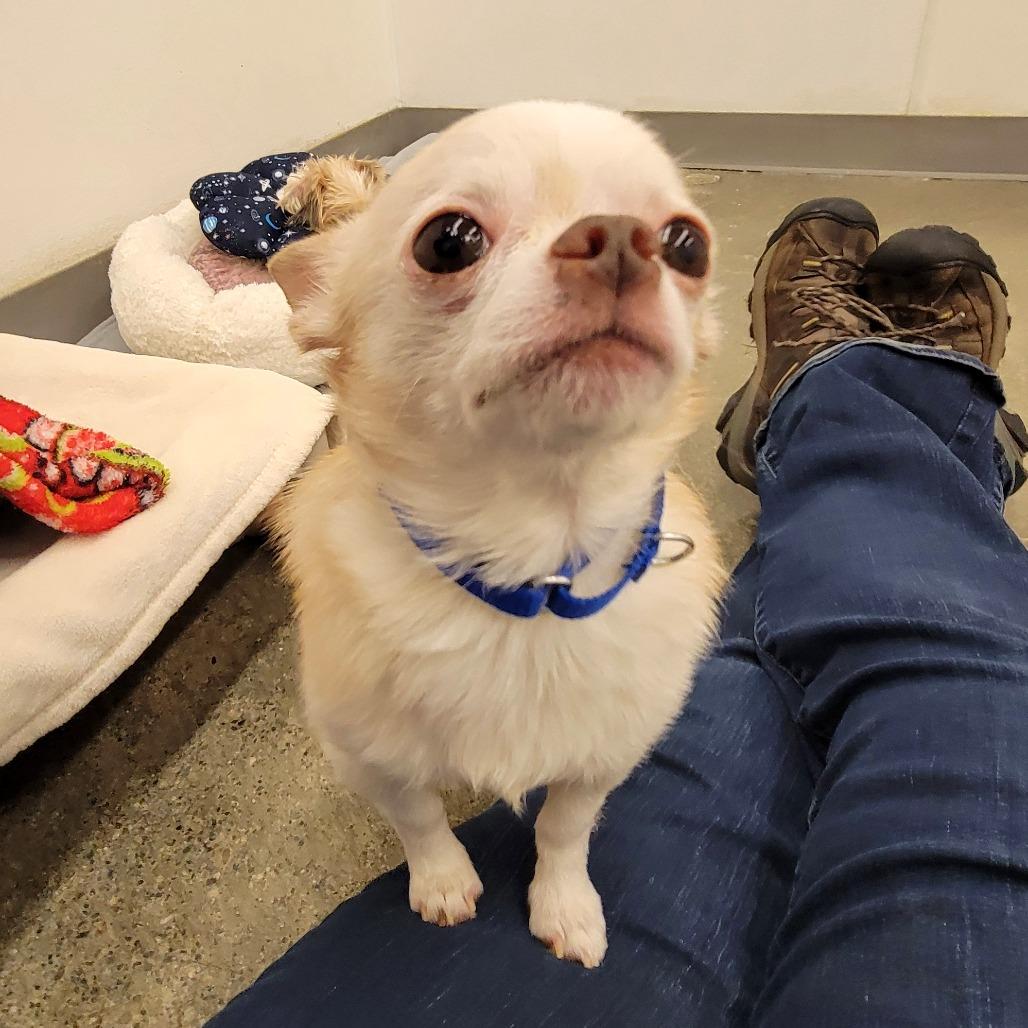 Enlarge Marshmallow, a Adoptable mixed breed in Woodinville, WA image 3/6