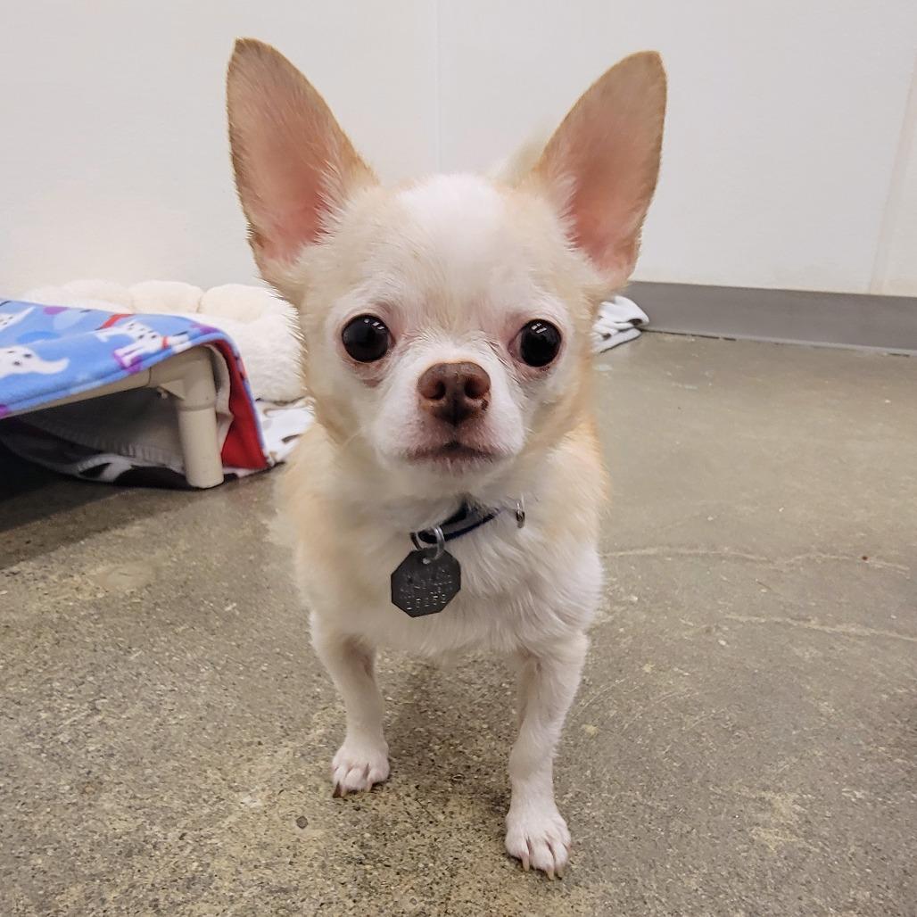 Enlarge Marshmallow, a Adoptable mixed breed in Woodinville, WA image 4/6