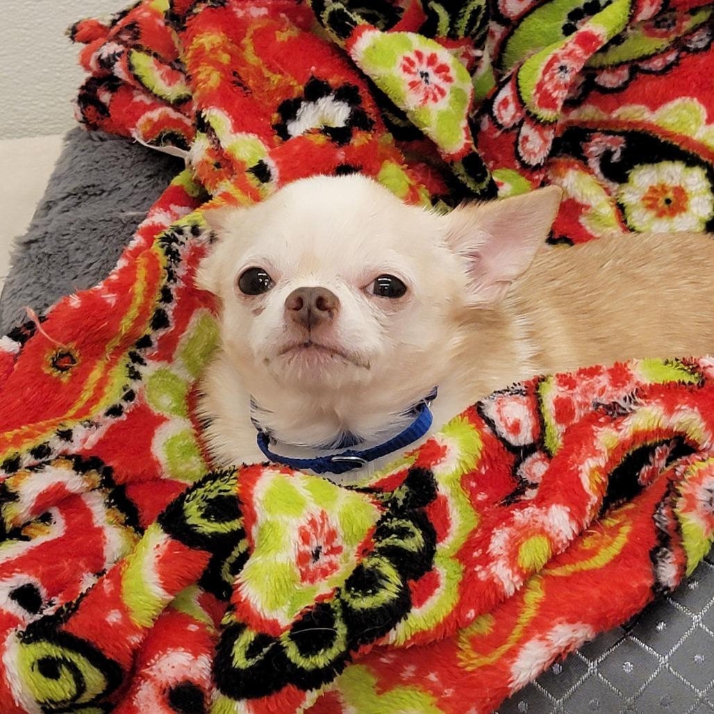 Enlarge Marshmallow, a Adoptable mixed breed in Woodinville, WA image 5/6