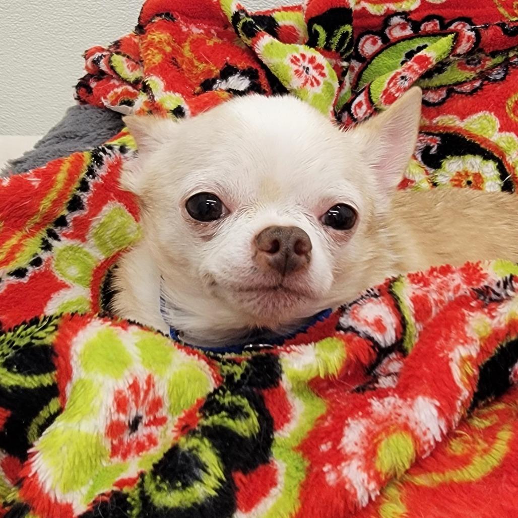 Enlarge Marshmallow, a Adoptable mixed breed in Woodinville, WA image 6/6