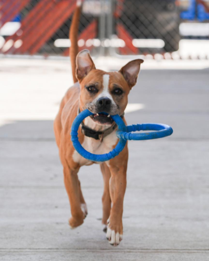 KYLE !, a Adoptable Pit Bull Terrier in Queens Village, NY image 4/5