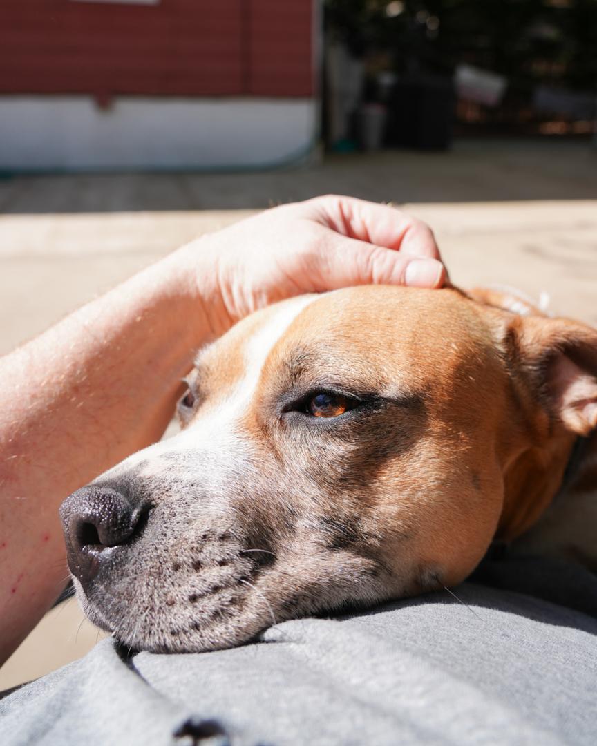 KYLE !, a Adoptable Pit Bull Terrier in Queens Village, NY image 2/5