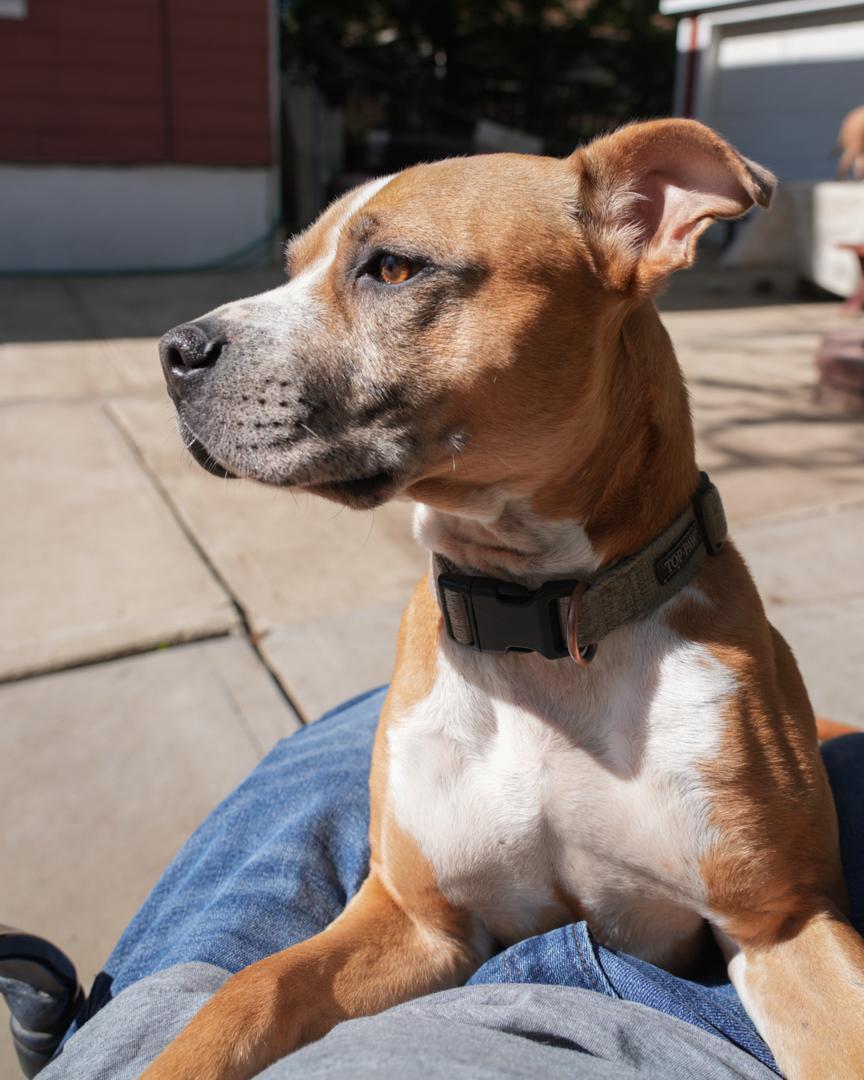 KYLE !, a Adoptable Pit Bull Terrier in Queens Village, NY image 5/5
