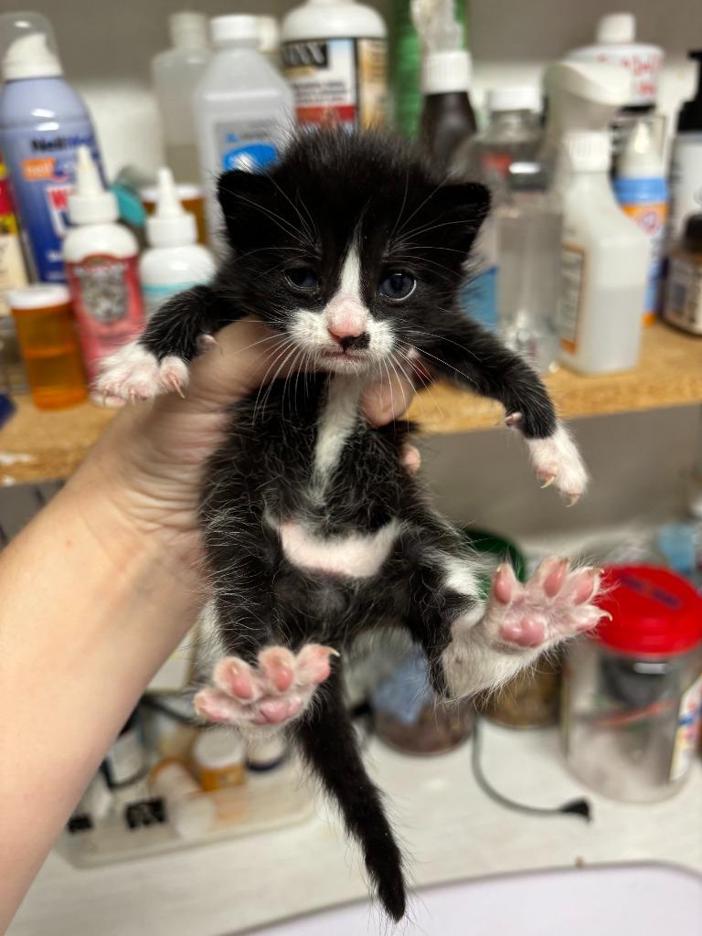 Peter, Adoptable, Kitten Male Domestic Short Hair.