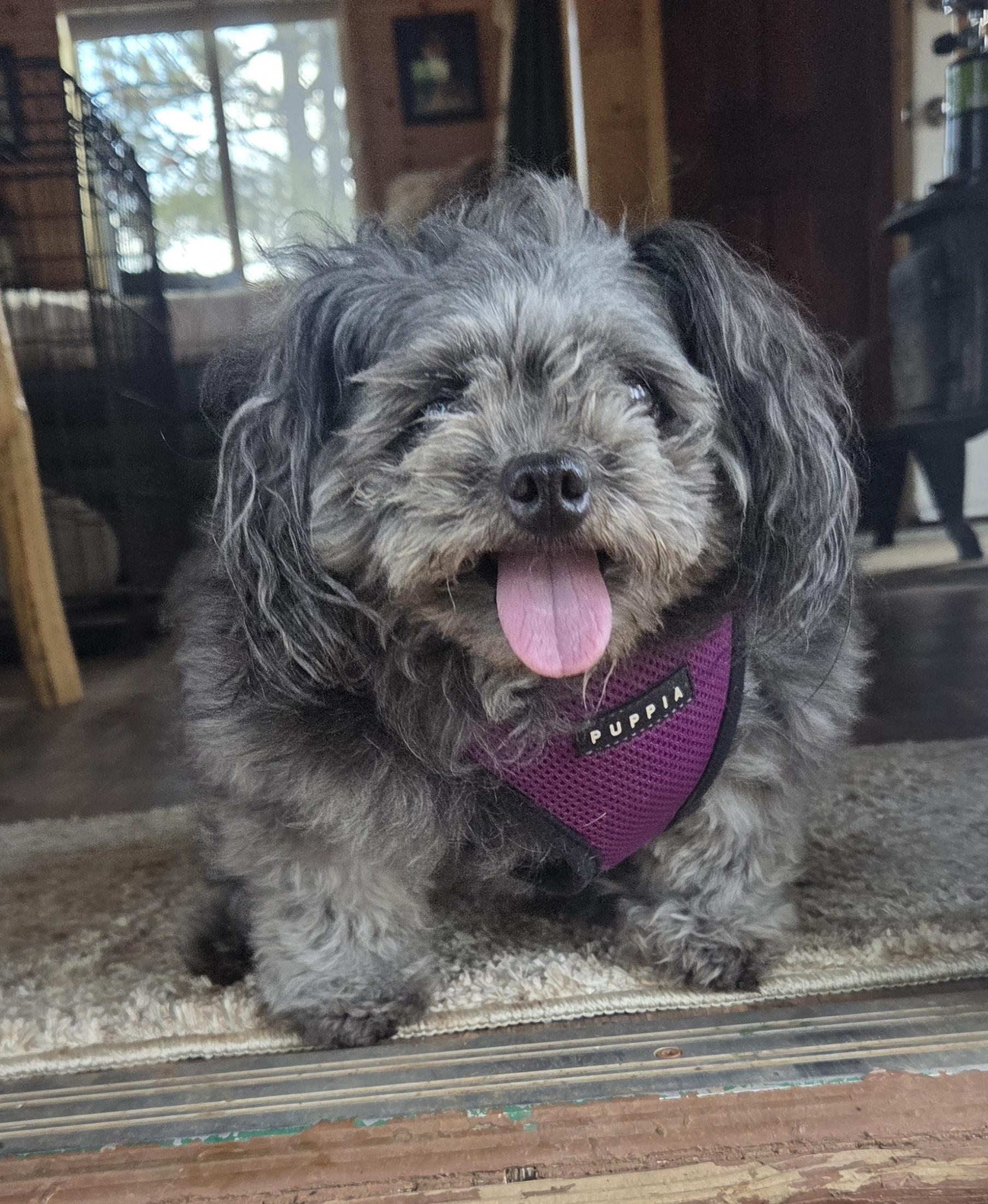 Gladis, Adopted, Senior Female Shih Tzu & Lhasa Apso.