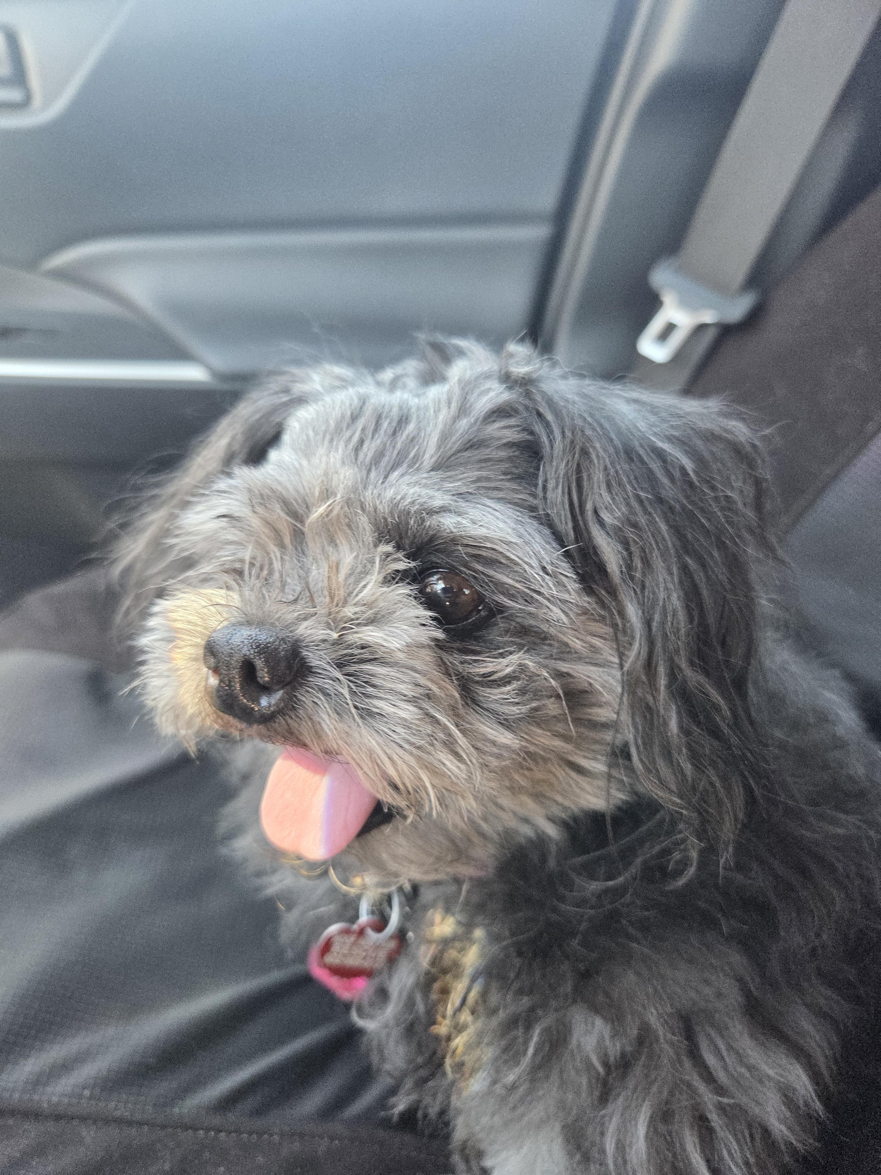 Enlarge Gladis, a Adopted mixed breed in Cave Creek, AZ image 2/3