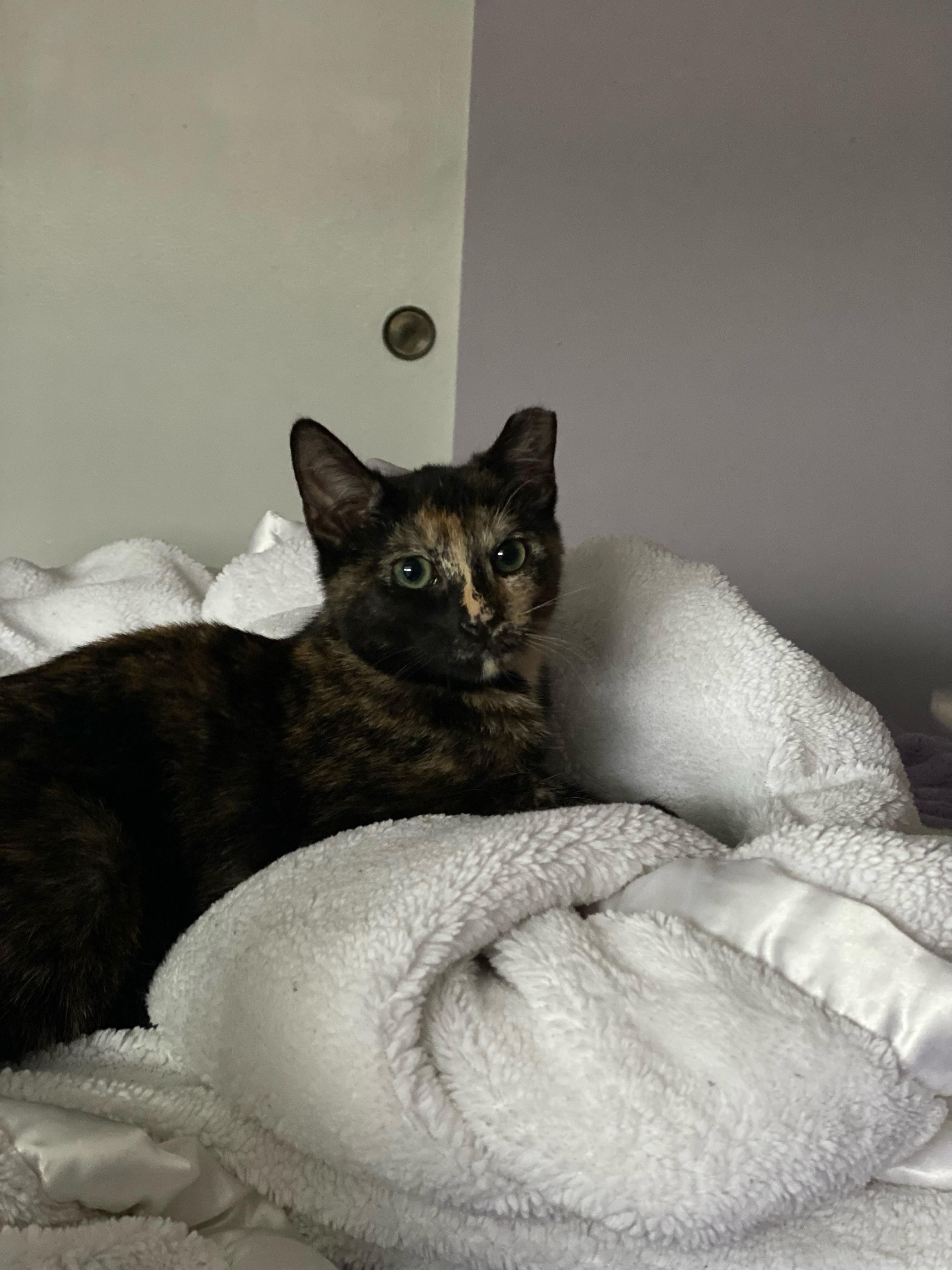 Spice, an adopted Domestic Short Hair in Staten Island, NY image 1/3