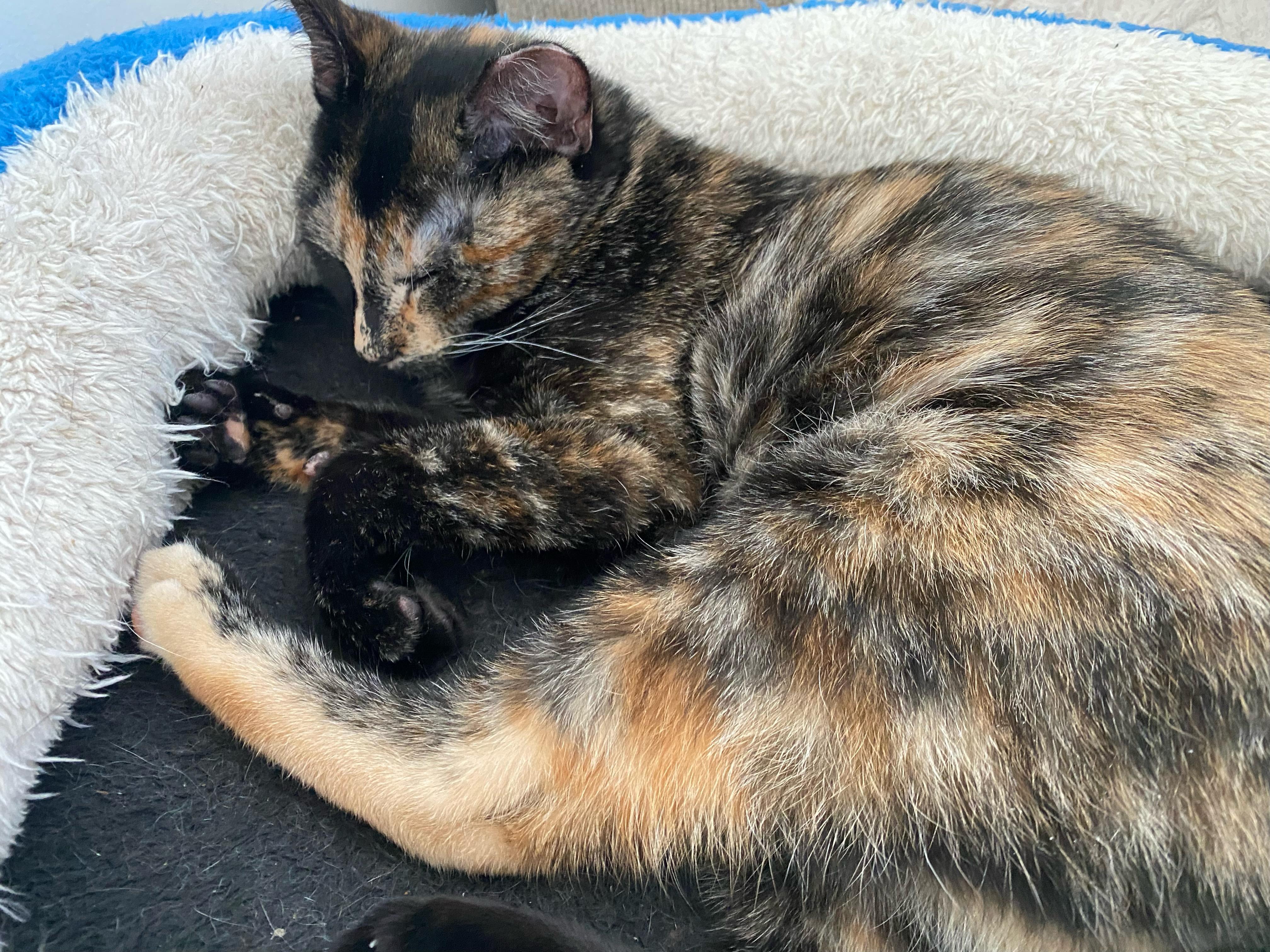 Spice, an adopted Domestic Short Hair in Staten Island, NY image 2/3