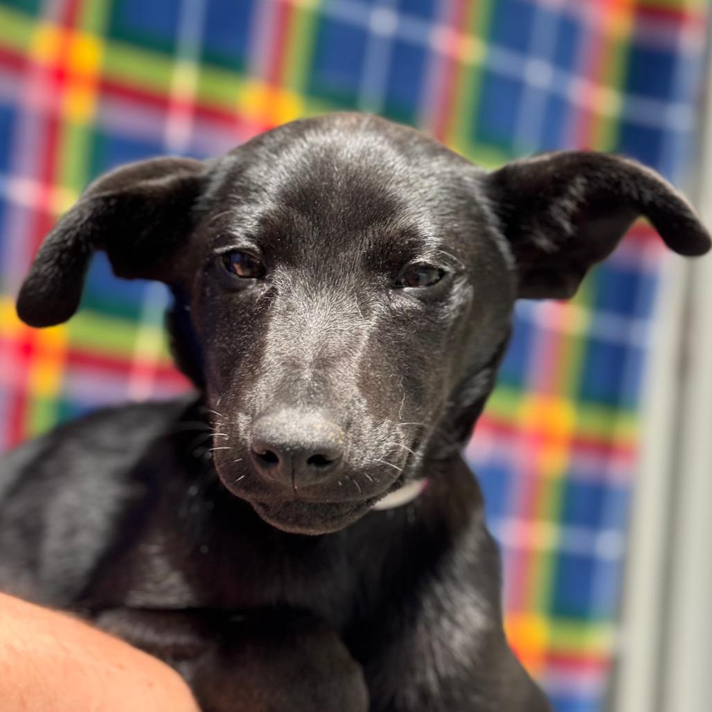 Peppermint Patty, Adoptable, Puppy Female German Shepherd Dog.