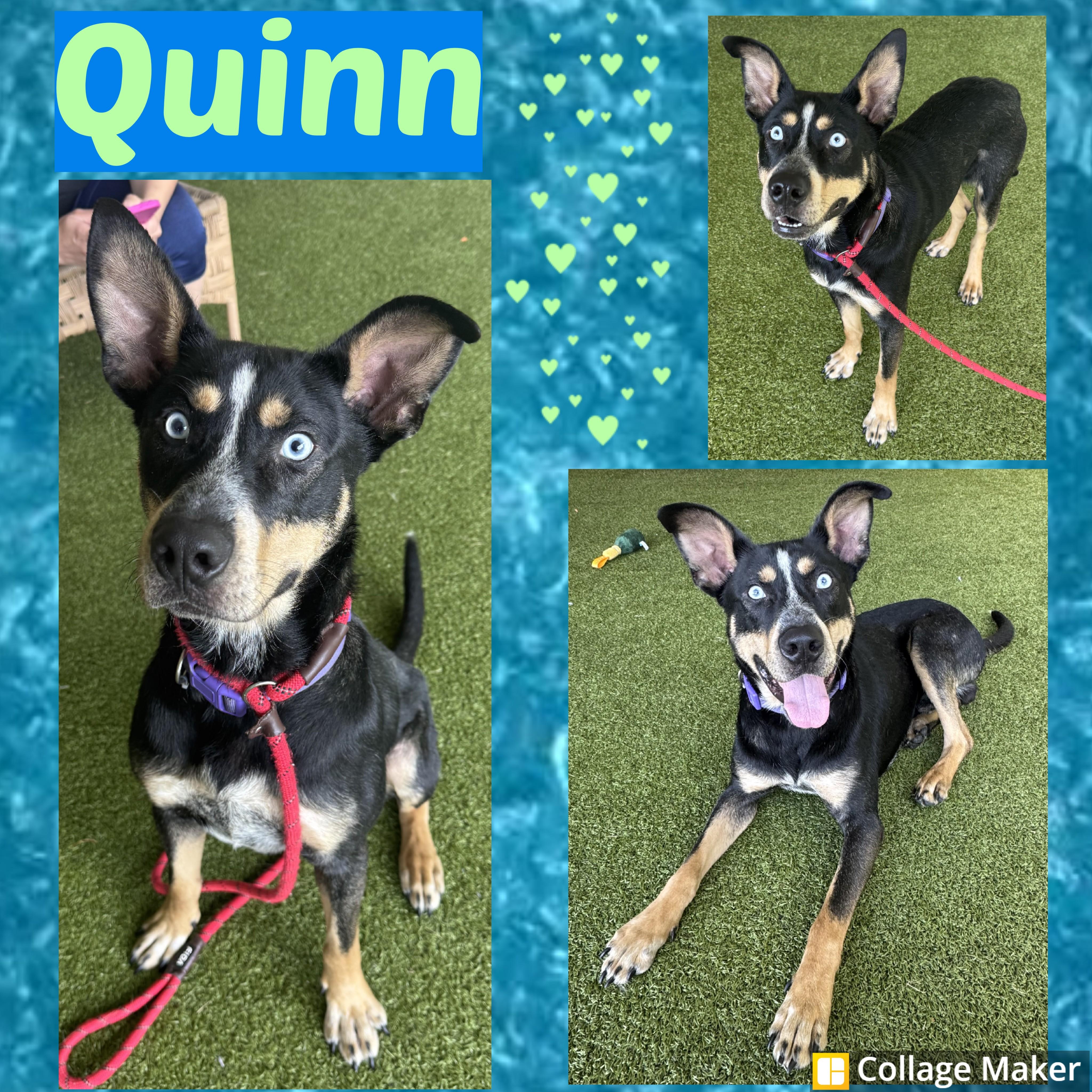 Quinn, ADOPTABLE, Adult Male Husky & Shepherd.