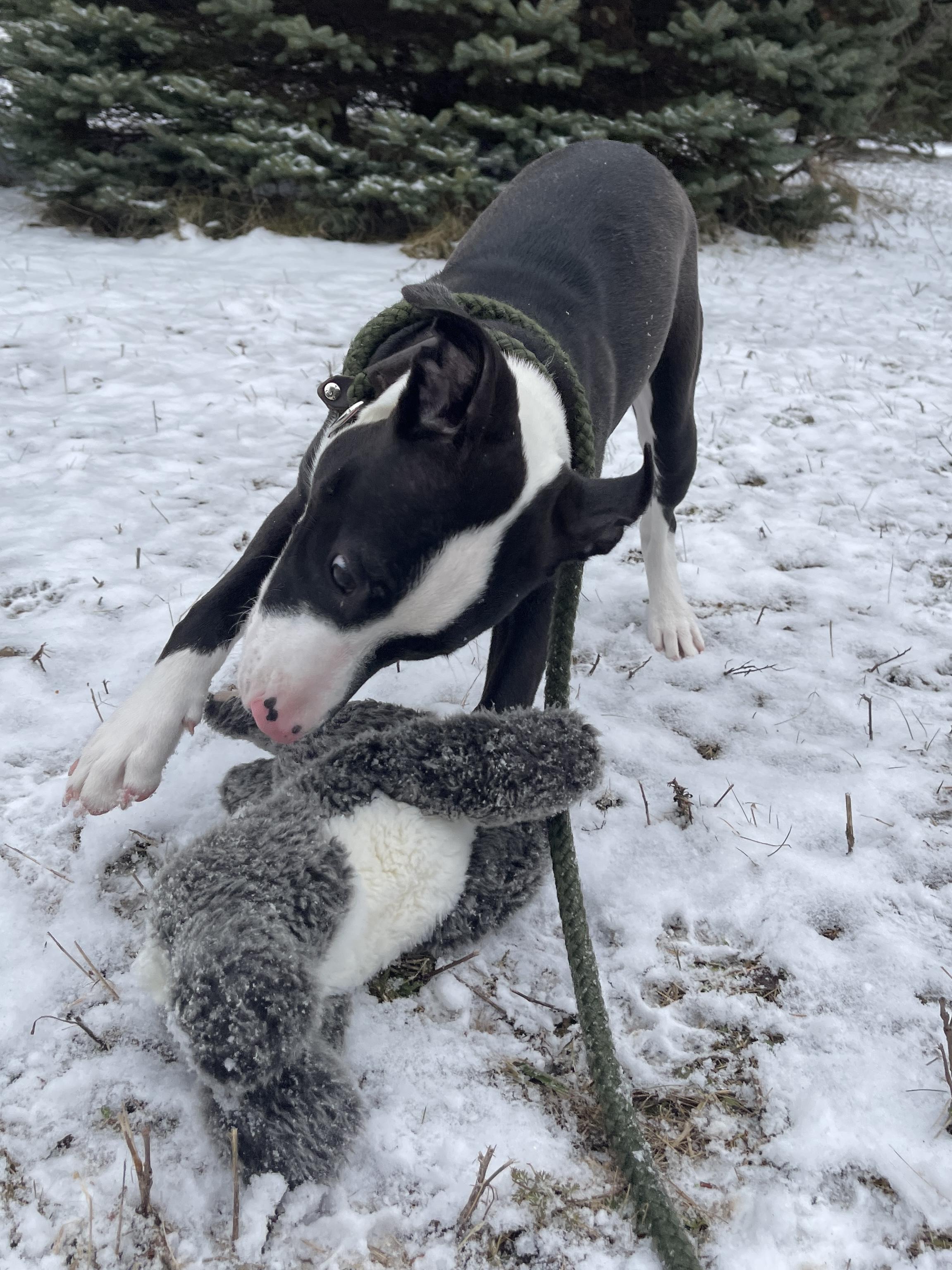 Prancer — thumbnail 2