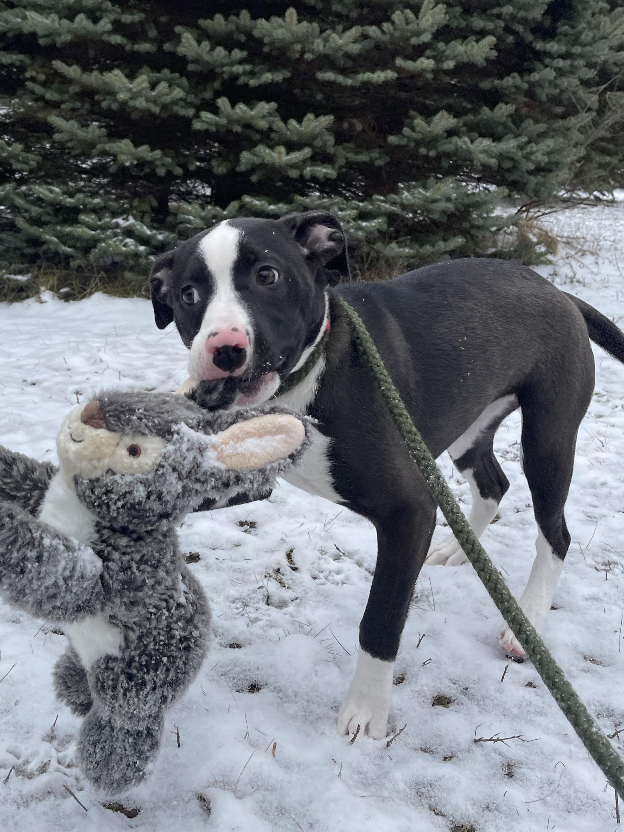 Prancer — thumbnail 3